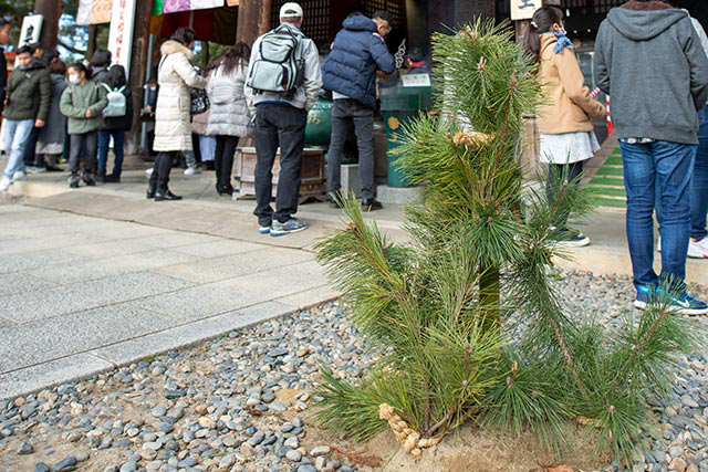 諸堂に飾る寸胴の門松