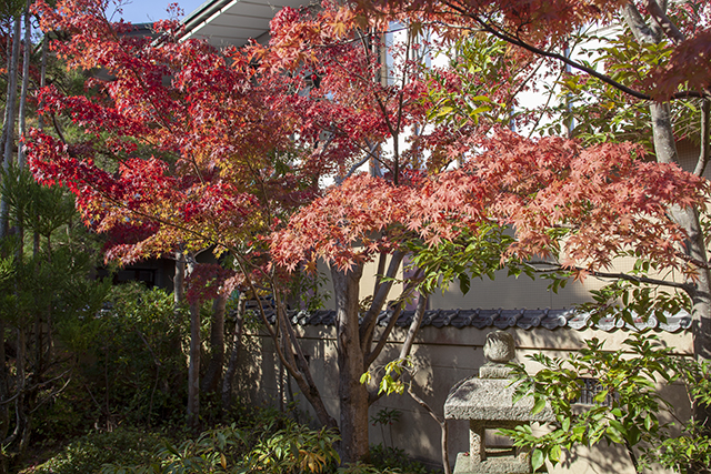 成田山の紅葉 三 ー 紅葉まつり開催中 大本山成田山新勝寺