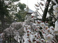 成田山公園（梅）