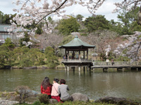 成田山公園（桜）