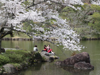 成田山公園（桜）