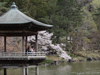 成田山公園（桜）