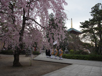 成田山公園（桜）