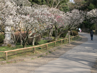 成田山公園（梅）