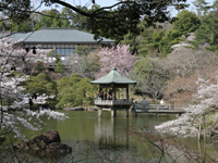 成田山公園（桜）