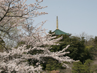 成田山公園（桜）