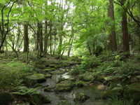 成田山公園（夏）