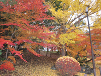 成田山公園（紅葉）