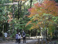 成田山公園（紅葉）