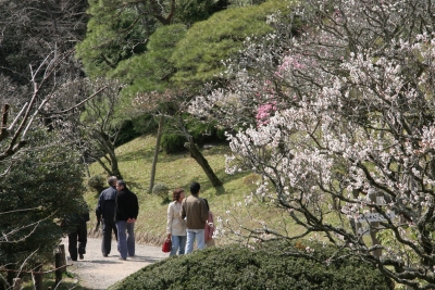 広大な公園に広がる460本の梅林 広大な公園に広がる460本の梅林