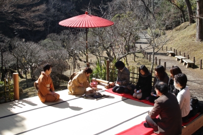 表千家 観梅の野点