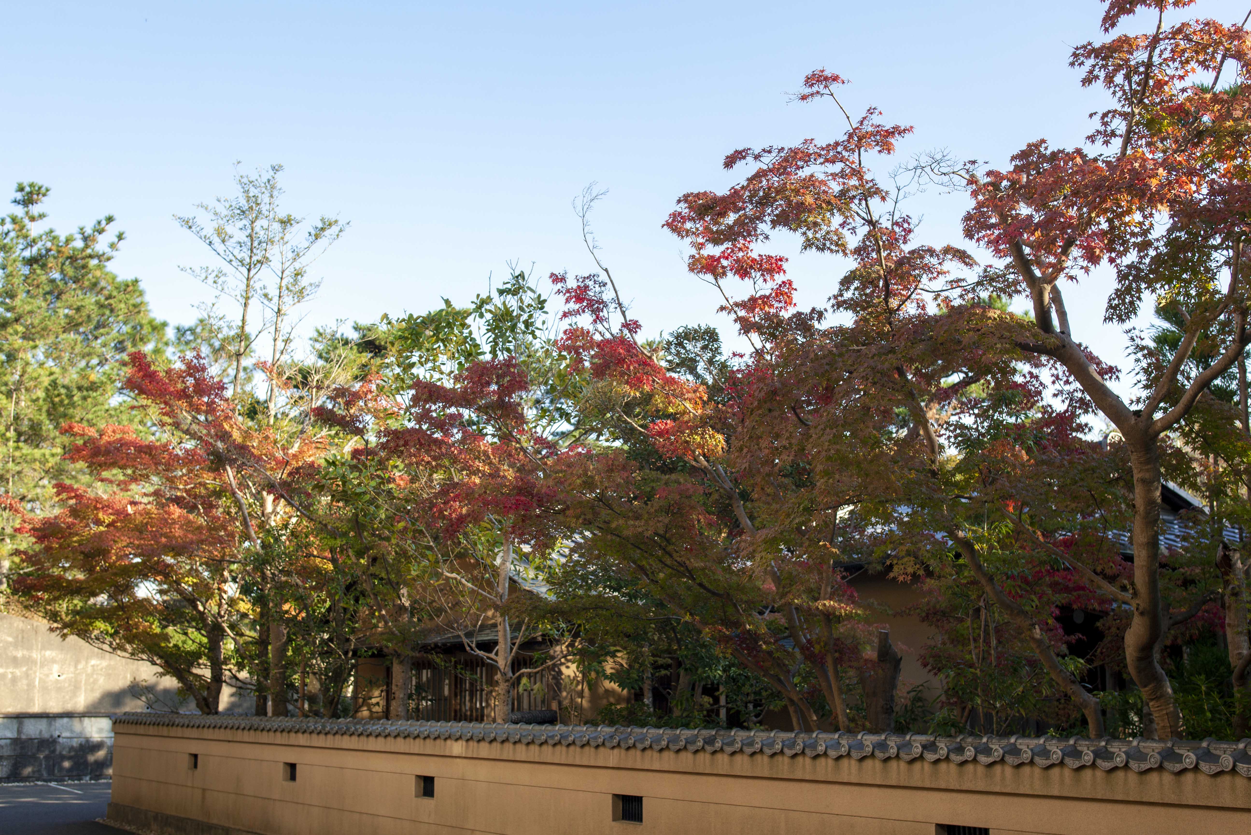 成田山の紅葉 １ 大本山成田山新勝寺