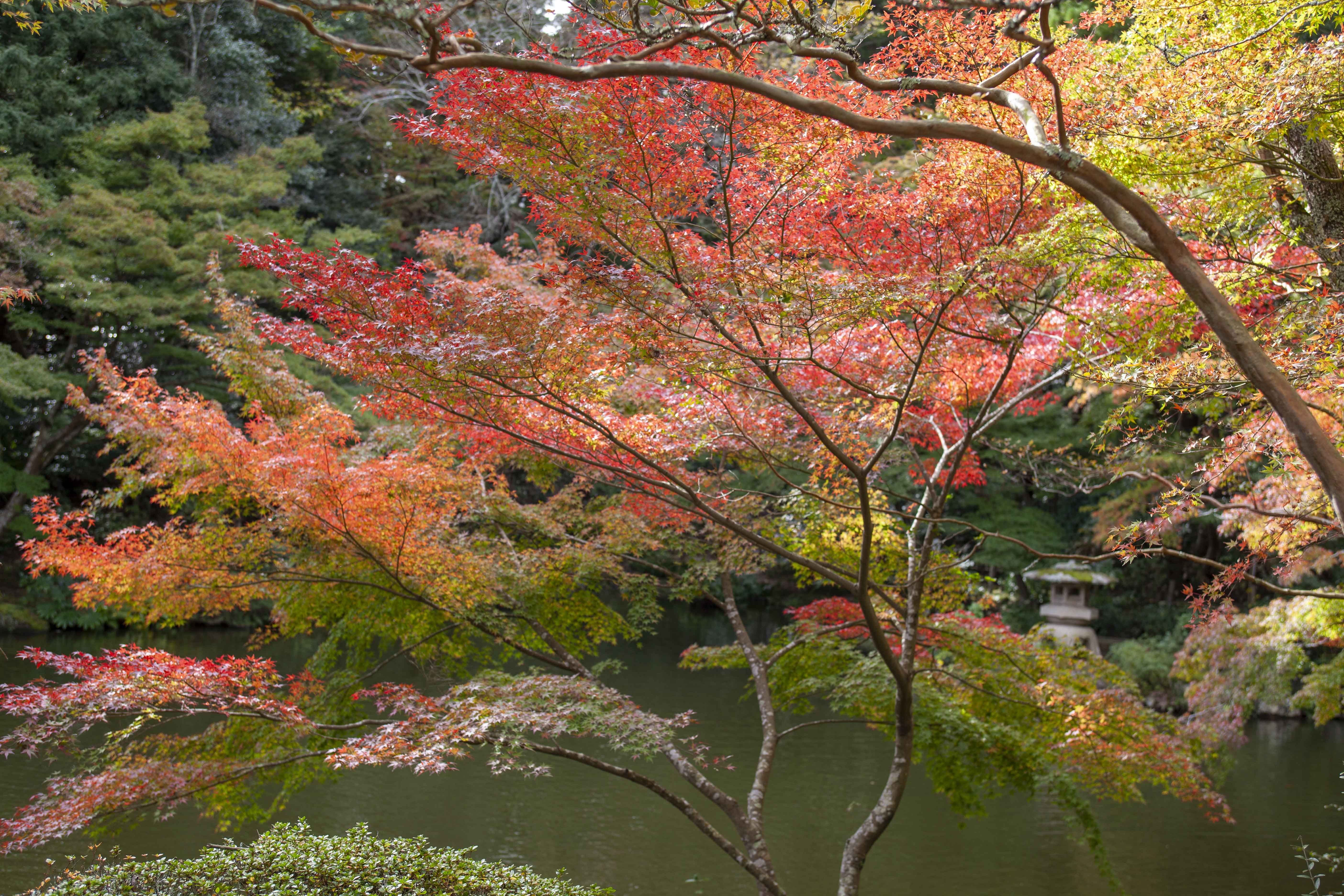 成田山の紅葉 2 大本山成田山新勝寺