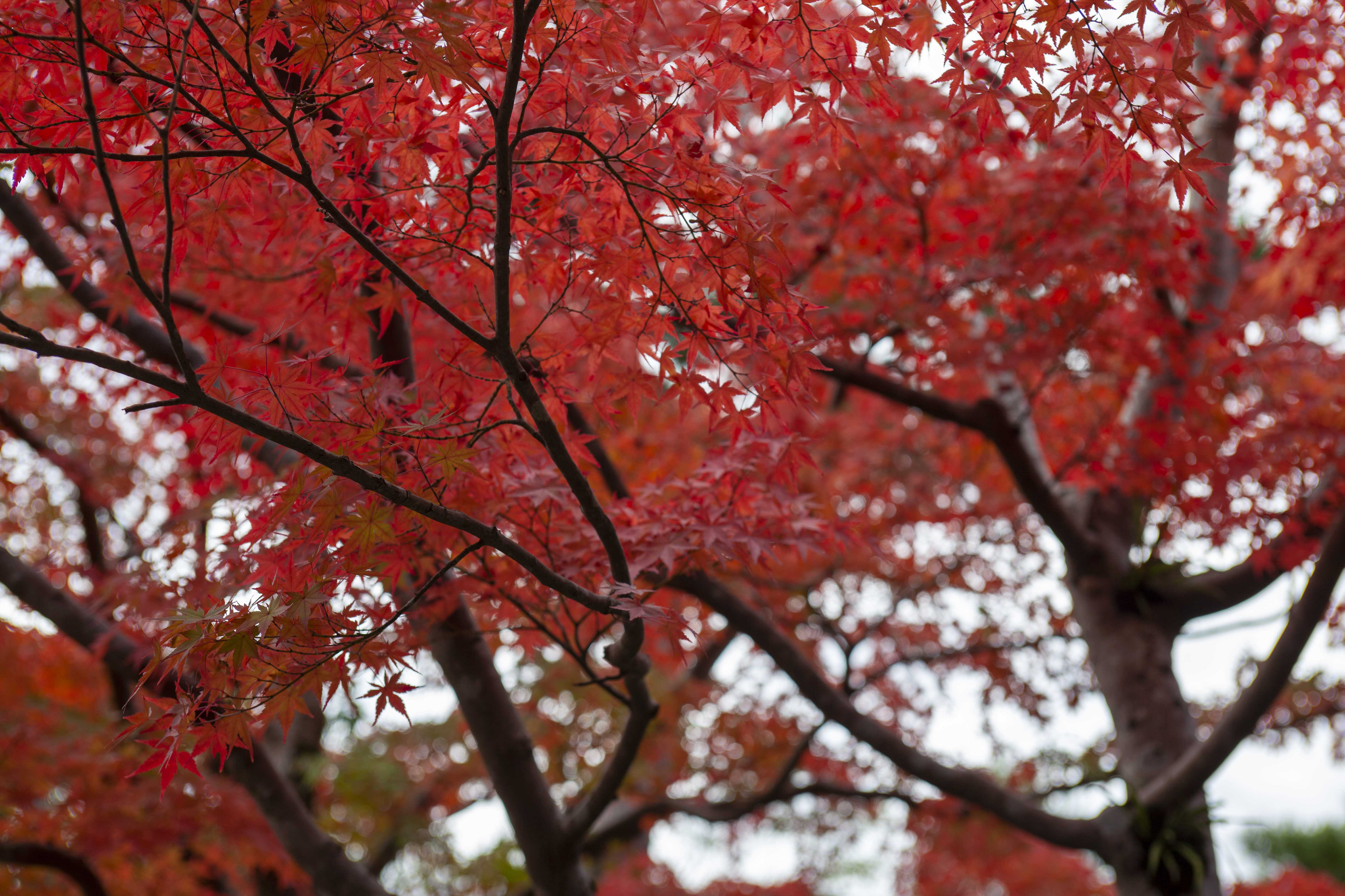 成田山の紅葉 2 大本山成田山新勝寺