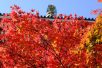 平和大塔の紅葉（写真：椎名修）
