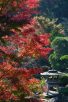 紅葉（写真：椎名修）