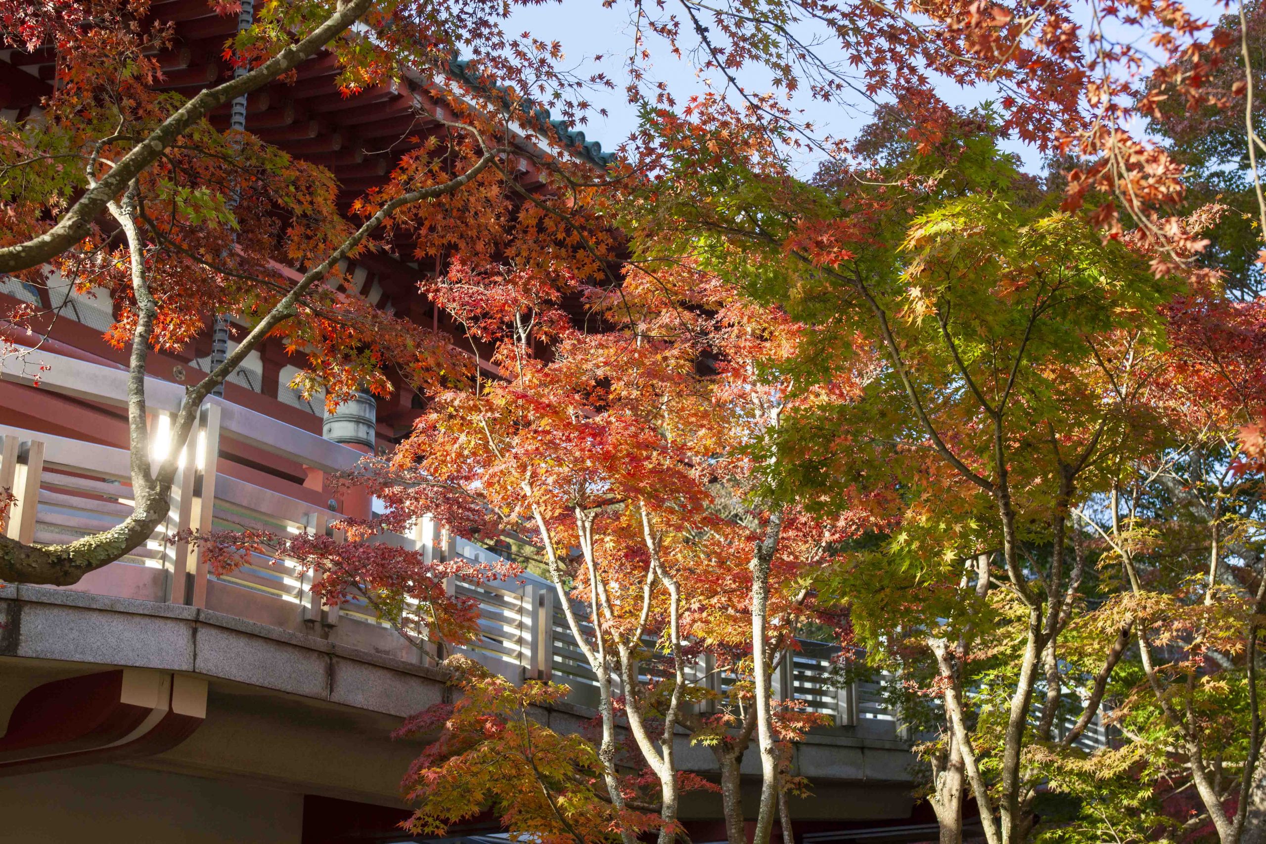 紅葉情報 大本山成田山新勝寺