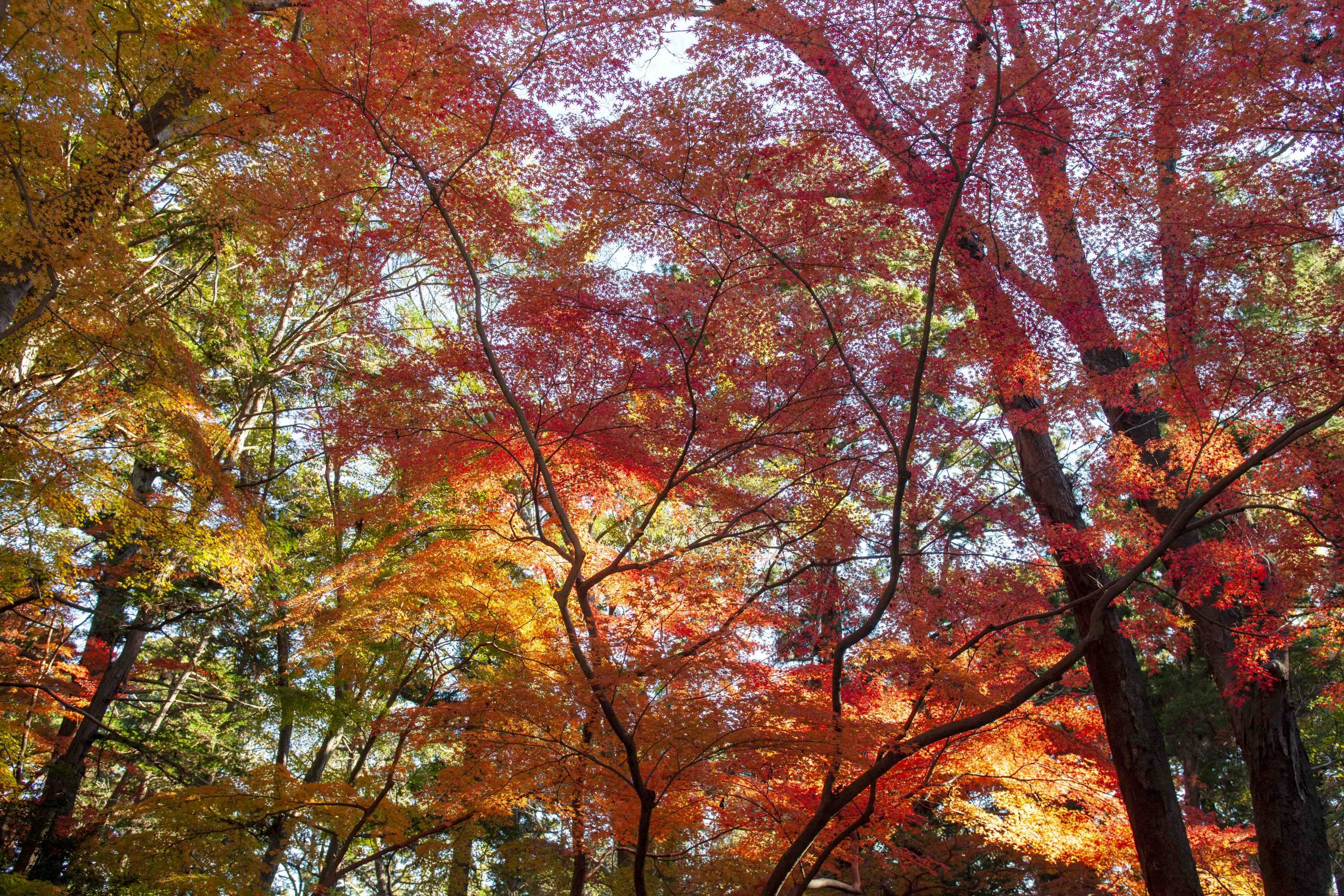 紅葉情報 大本山成田山新勝寺