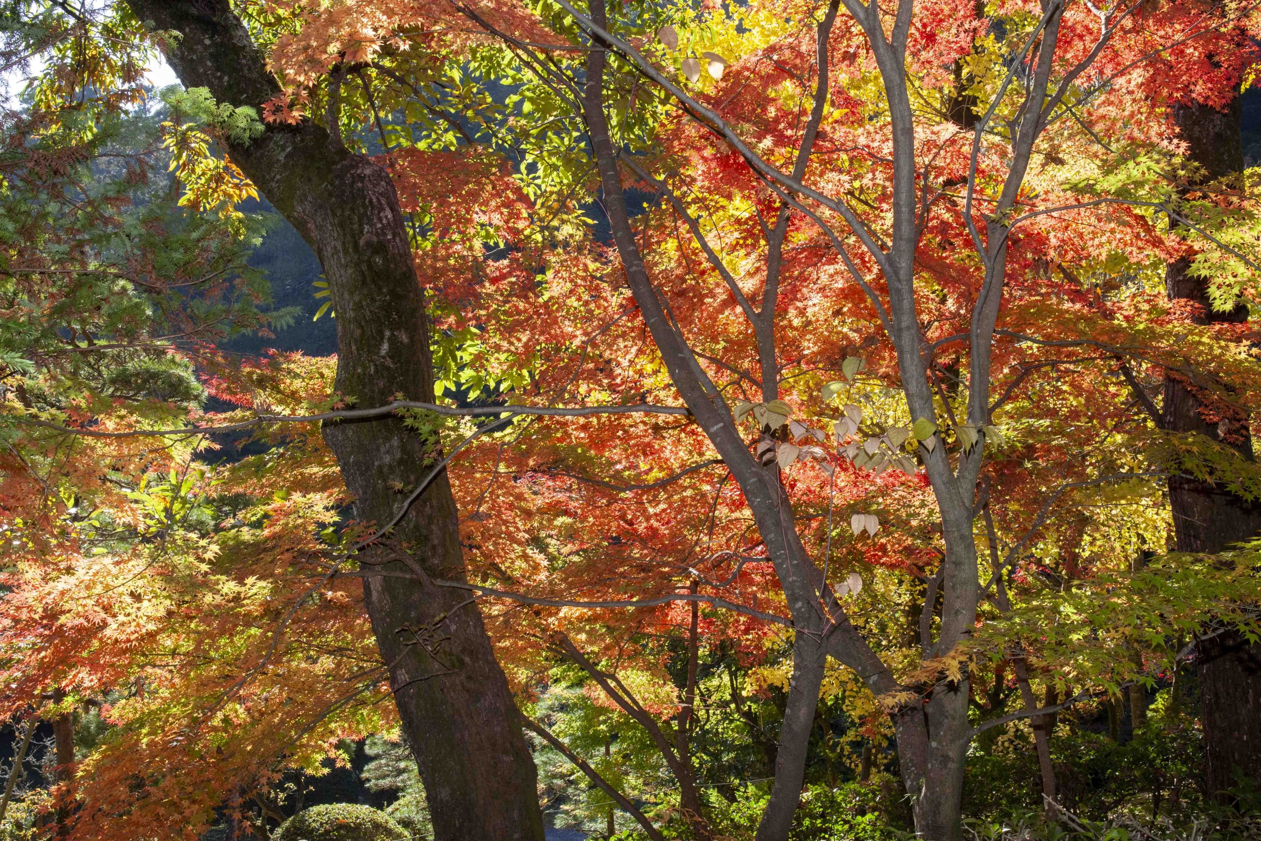 成田山の紅葉情報 １ 大本山成田山新勝寺