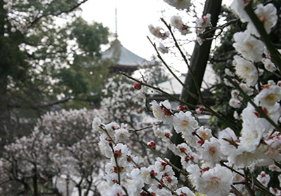 成田山公園（梅）