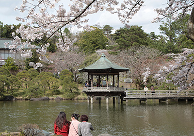 成田山公園（桜）