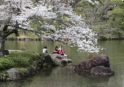 成田山公園（桜）