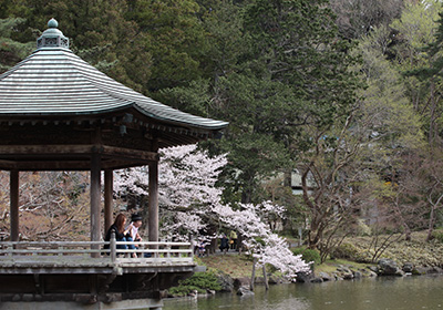 成田山公園（桜）