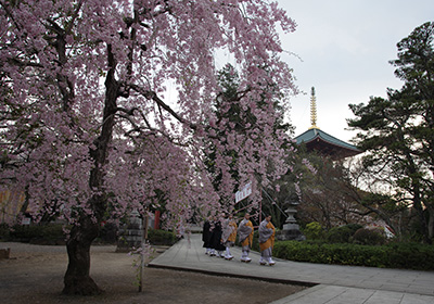 成田山公園（桜）