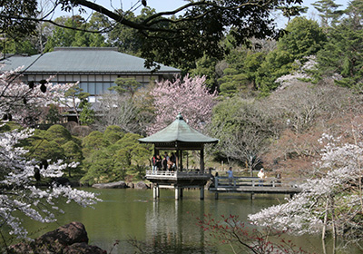 成田山公園（桜）