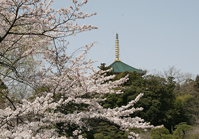 成田山公園（桜）