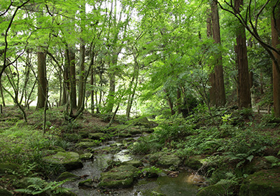 成田山公園（夏）