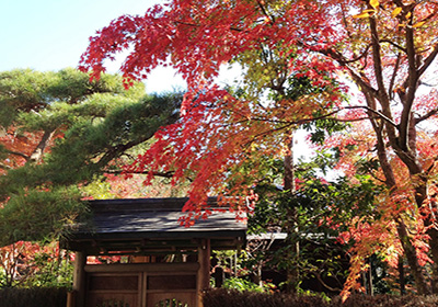 成田山公園（紅葉）