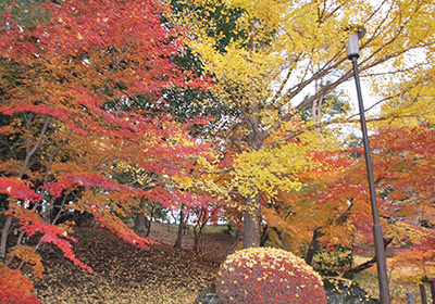 成田山公園（紅葉）