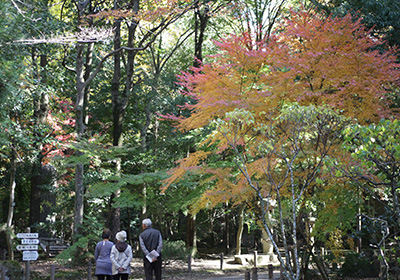 成田山公園（紅葉）