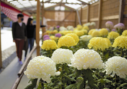 菊花大会