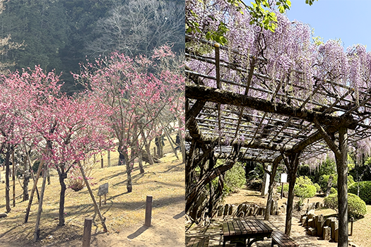 成田山公園　藤と梅
