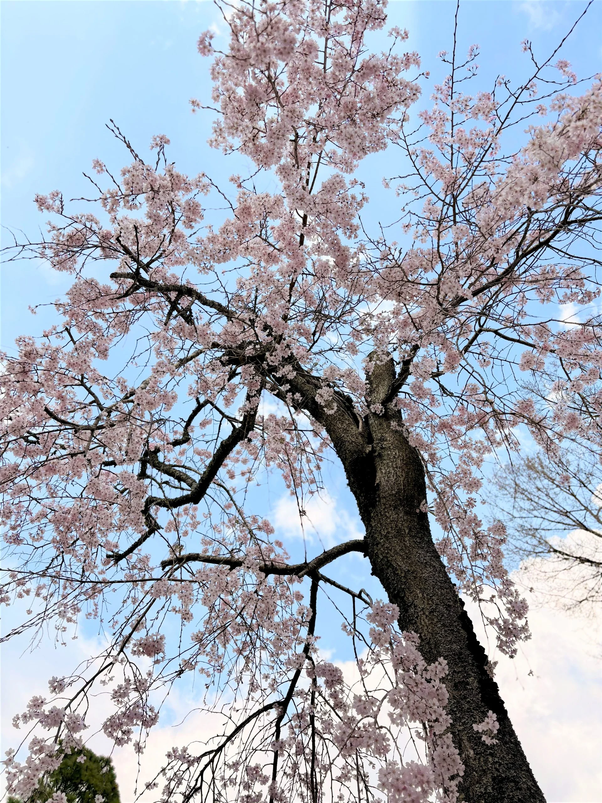 桜と寺　F6 W32センチ×H 41センチ 花だより【桜②】 | 大本山成田山新勝寺