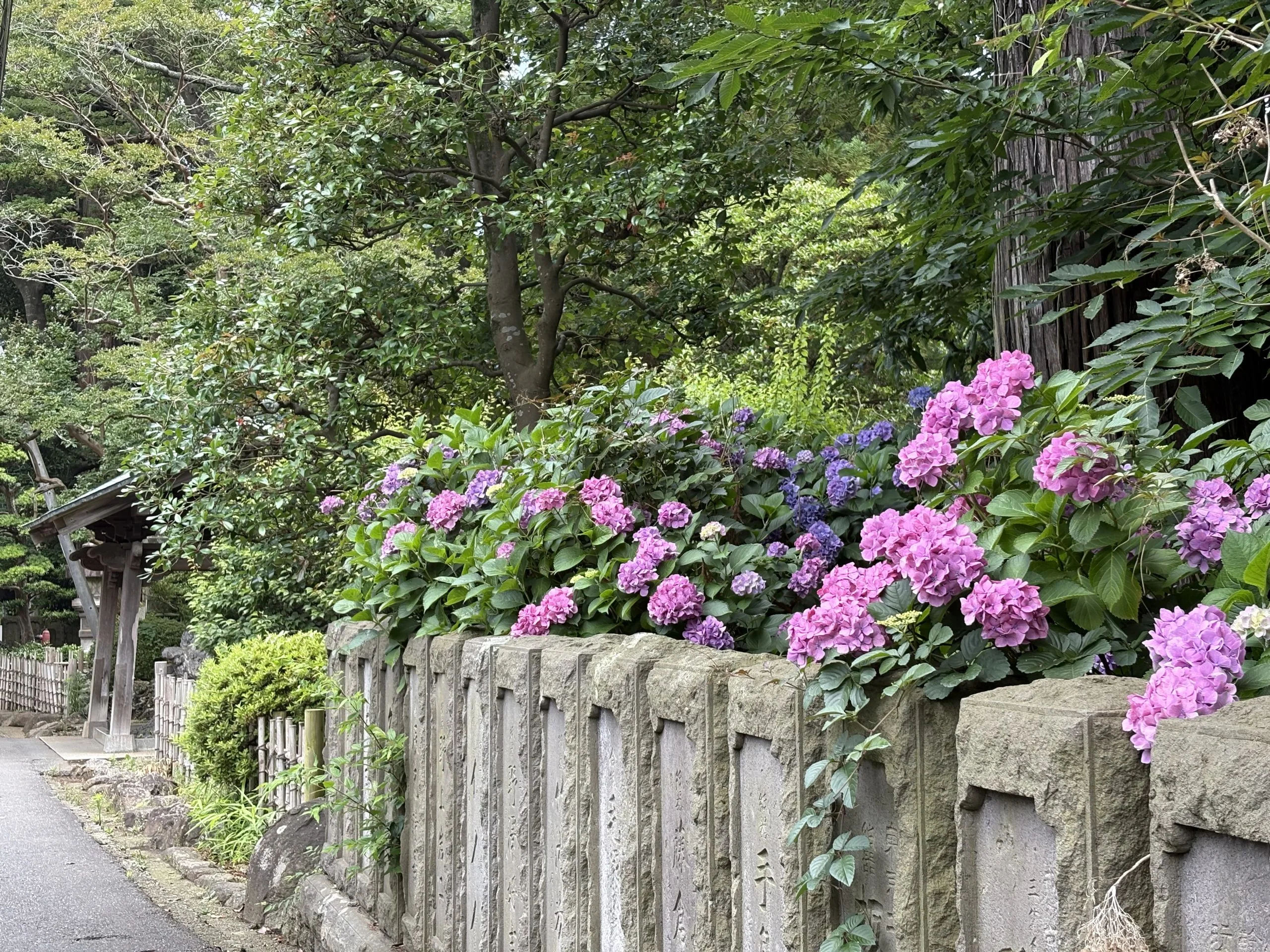花だより【紫陽花】 | 大本山成田山新勝寺