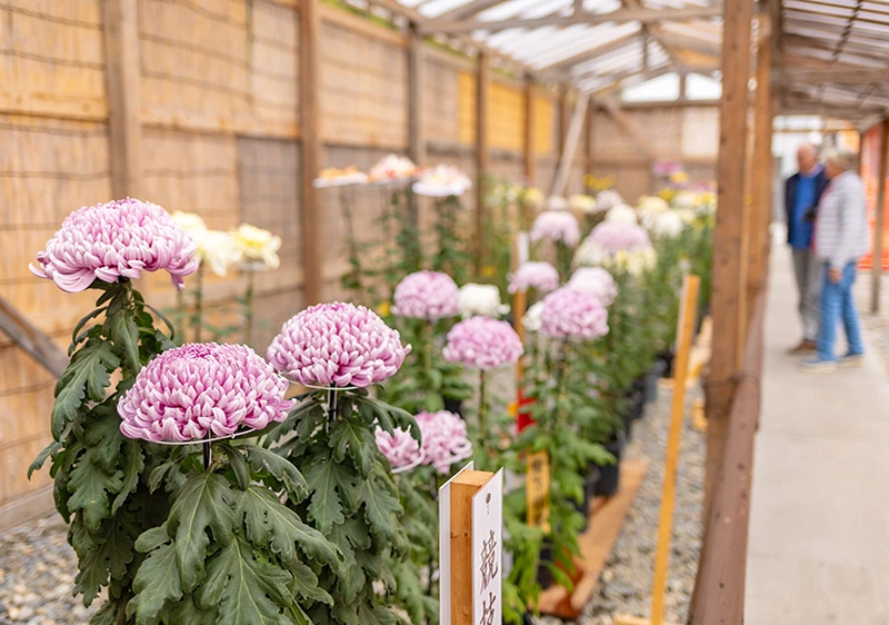 菊花大会