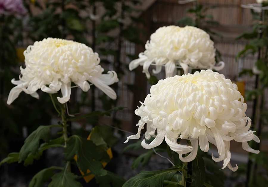 白色の美しい菊花の画像